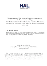 Metagenomes of the Picoalga Bathycoccus from the Chile Coastal Upwelling