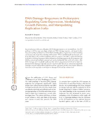 DNA Damage Responses in Prokaryotes: Regulating Gene Expression, Modulating Growth Patterns, and Manipulating Replication Forks