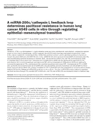 A Mirna-200C/Cathepsin L Feedback Loop Determines Paclitaxel Resistance in Human Lung Cancer A549 Cells in Vitro Through Regulating Epithelial–Mesenchymal Transition