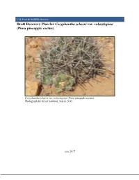 Draft Recovery Plan for Coryphantha Scheeri Var. Robustispina (Pima Pineapple Cactus)