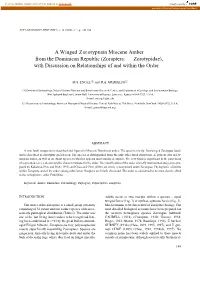 Zoraptera: Zorotypidae), with Discussion on Relationships of and Within the Order