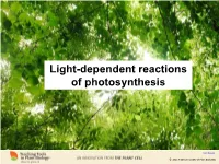 Light-Dependent Reactions of Photosynthesis