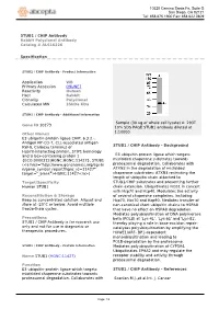 STUB1 / CHIP Antibody Rabbit Polyclonal Antibody Catalog # ALS16226