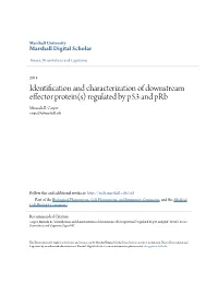 Identification and Characterization of Downstream Effector Protein(S) Regulated by P53 and Prb Miranda B