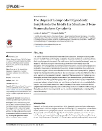 The Stapes of Gomphodont Cynodonts: Insights Into the Middle Ear Structure of Non- Mammaliaform Cynodonts