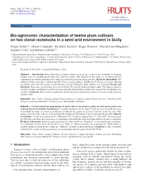 Bio-Agronomic Characterization of Twelve Plum Cultivars on Two Clonal Rootstocks in a Semi-Arid Environment in Sicily