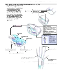 Fascia, Septa, Tendon Sheaths and the Potential Spaces of the Hand These Fascial Layers Are Continuous with the Fascial Sleeve of the Forearm