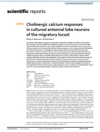 Cholinergic Calcium Responses in Cultured Antennal Lobe Neurons of the Migratory Locust Gregor A