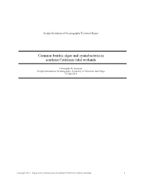 Common Benthic Algae and Cyanobacteria in Southern California Tidal Wetlands