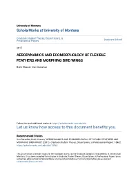 Aerodynamics and Ecomorphology of Flexible Feathers and Morphing Bird Wings
