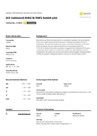 RING1B/RNF2 Rabbit Pab