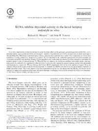 Kclo4 Inhibits Thyroidal Activity in the Larval Lamprey Endostyle in Vitro