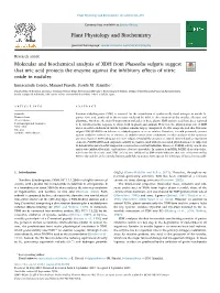 Molecular and Biochemical Analysis of XDH from Phaseolus Vulgaris