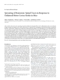 Sprouting of Brainstem–Spinal Tracts in Response to Unilateral Motor Cortex Stroke in Mice