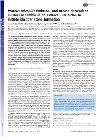 Proteus Mirabilis Fimbriae- and Urease-Dependent Clusters Assemble in an Extracellular Niche to Initiate Bladder Stone Formation