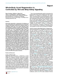 Report Whole-Body Acoel Regeneration Is Controlled by Wnt and Bmp-Admp Signaling