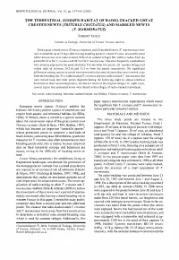 Crested Newts (Triturus Cr/Status) and Marbled Newts (T