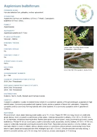 Asplenium Bulbiferum