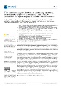 V-Set and Immunoglobulin Domain-Containing 1 (VSIG1), Predominantly Expressed in Testicular Germ Cells, Is Dispensable for Spermatogenesis and Male Fertility in Mice