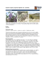 Cusick's Lupine (Lupinus Lepidus Var