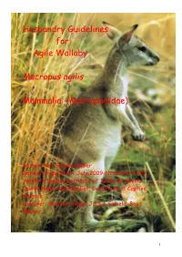 Agile Wallaby