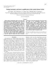 Linkage Mechanics and Power Amplification of the Mantis Shrimp's