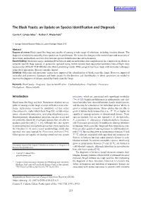 The Black Yeasts: an Update on Species Identification and Diagnosis Pullulan Produced by Aureobasidium Melanogenum P16