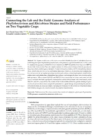 Genome Analysis of Phyllobacterium and Rhizobium Strains and Field Performance on Two Vegetable Crops