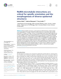 Numa-Microtubule Interactions Are Critical for Spindle Orientation And