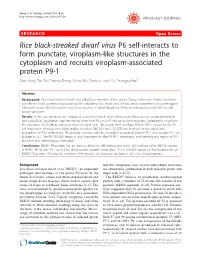 Rice Black-Streaked Dwarf Virus P6 Self-Interacts to Form Punctate