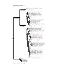Sturnidae Tree, Part 1