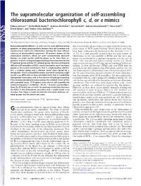 The Supramolecular Organization of Self-Assembling Chlorosomal Bacteriochlorophyll C, D,Ore Mimics
