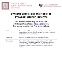 Synaptic Specializations Mediated by Synaptotagmin Isoforms