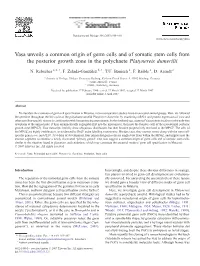 Vasa Unveils a Common Origin of Germ Cells and of Somatic Stem Cells from the Posterior Growth Zone in the Polychaete Platynereis Dumerilii ⁎ N