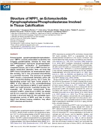 Structure of NPP1, an Ectonucleotide Pyrophosphatase/Phosphodiesterase Involved in Tissue Calciﬁcation