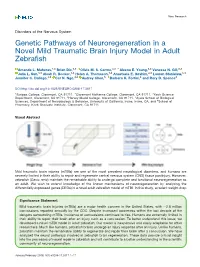 Genetic Pathways of Neuroregeneration in a Novel Mild Traumatic Brain Injury Model in Adult Zebrafish