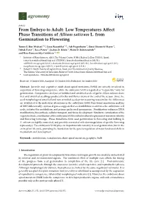 Low Temperatures Affect Phase Transitions of Allium Sativum
