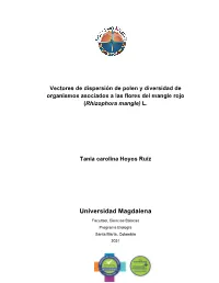Rhizophora Mangle) L