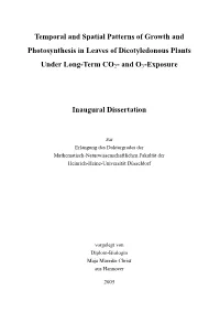 Temporal and Spatial Patterns of Growth and Photosynthesis in Leaves of Dicotyledonous Plants