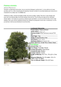 Platanus Orientalis (Asian Planetree) This Plant Has Spreading Tall Branches That Are Covered in Flaking Grey and Tan Bark