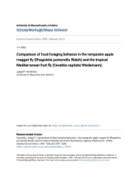 Comparison of Food Foraging Behavior in the Temperate Apple Maggot
