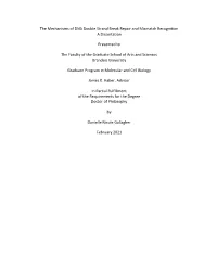 The Mechanisms of DNA Double Strand Break Repair and Mismatch Recognition a Dissertation