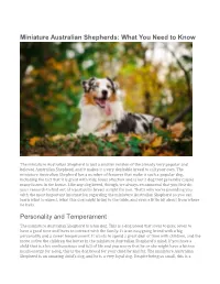 Miniature Australian Shepherds: What You Need to Know