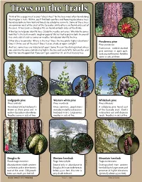 Trees on the Trails D Think of This 4-Page Insert As Your “Cheat Sheet” for the Trees Most Often Found Along Washington’S Trails