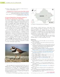 A Common Ringed Plover Charadrius Hiaticula at Sambhar Lake, and Its Status in Rajasthan References