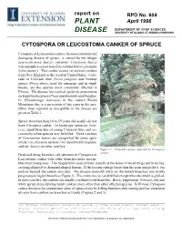Cytospora Canker