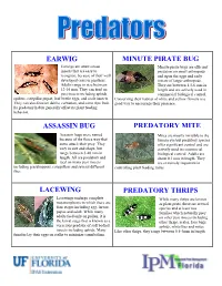Earwig Assassin Bug Minute Pirate Bug Predatory Mite Lacewing Predatory Thrips