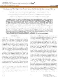 Identification of Two Major Virion Protein Genes of White Spot Syndrome Virus of Shrimp
