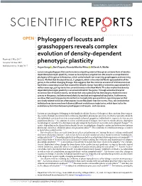 Phylogeny of Locusts and Grasshoppers Reveals Complex