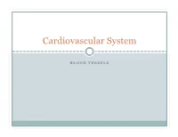 Cardiovascular System